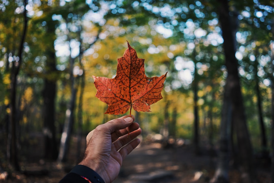 The Hidden Costs: The Environmental Impact of Vape Disposables in Canada